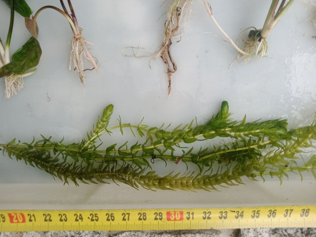Kryptokoryna pontederiifolia roślinka akwariowa