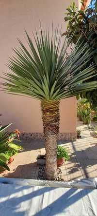 Yucca Rostrata para venda