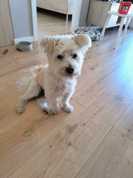 Oddam bardzo miłego i kochanego pieska o imieniu Esha.