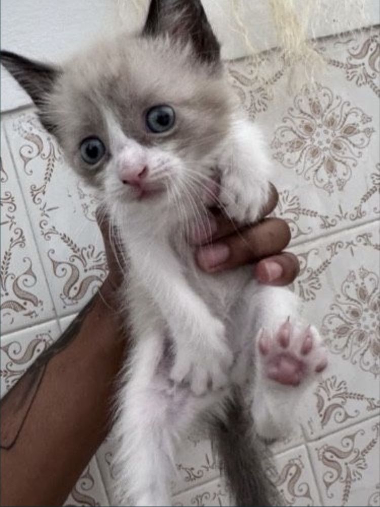Doar gatos lindo