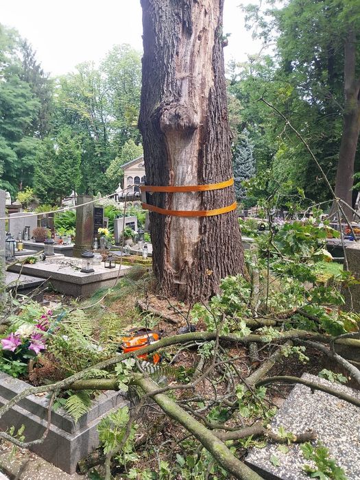 Wycinka drzew i usługi arborystyczne