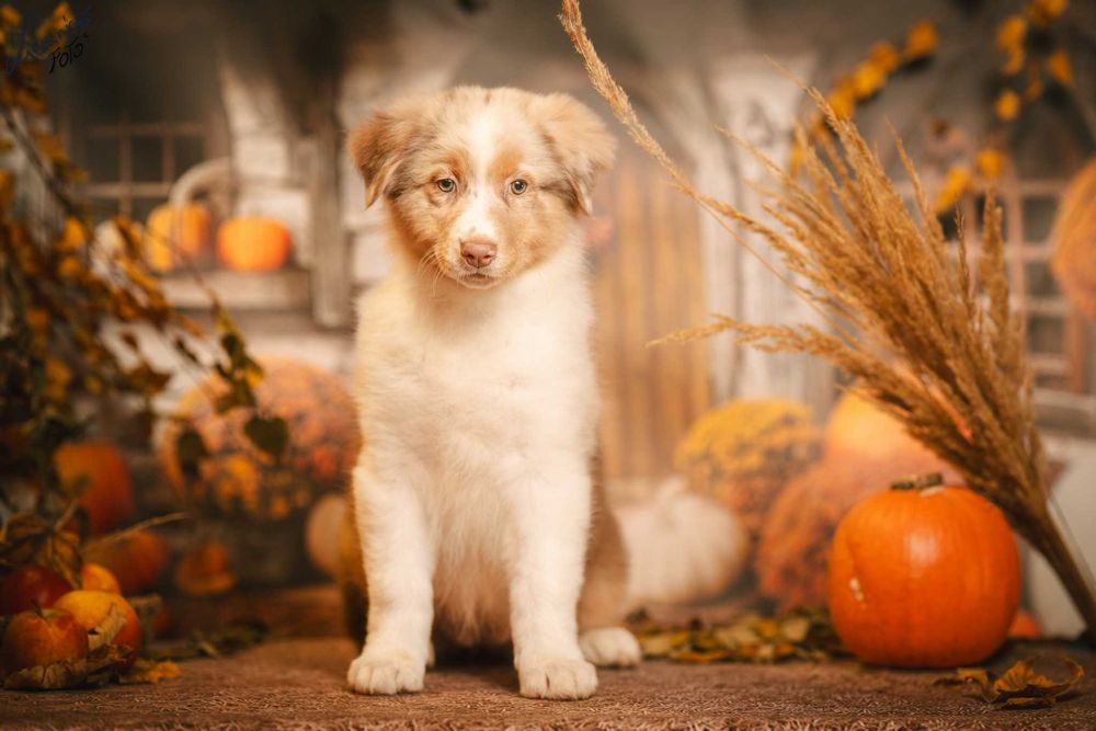 Owczarek Australijski typ Amerykański Suczka Red Merle - 5 gwiazdek