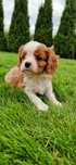 Cavalier King Charles Spaniel Blenheim Samiec