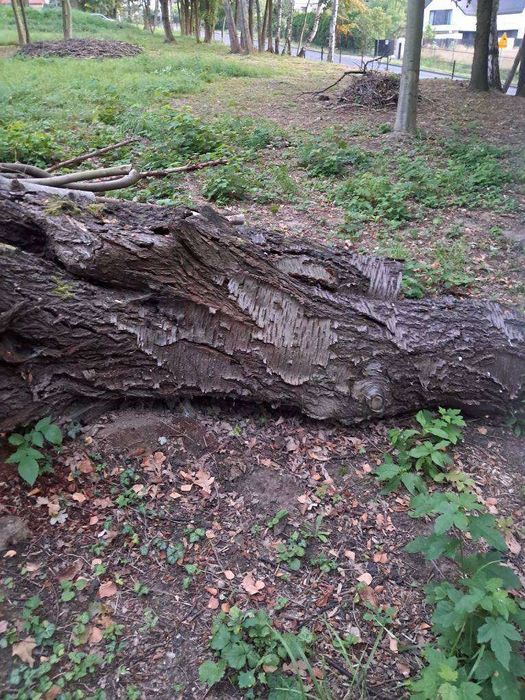 Mam do sprzedania drzewo