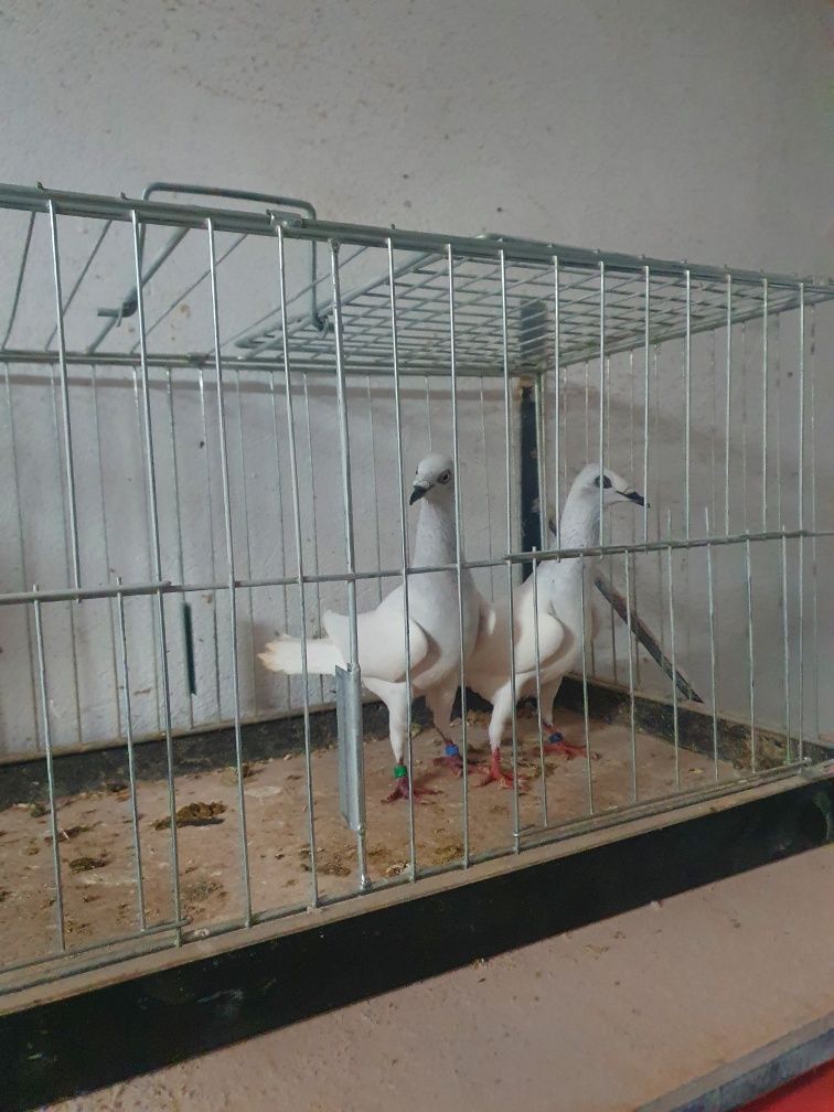 Jasne srebrniaki samce wyszfance