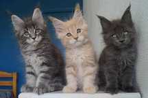 Maine Coon z rodowodem