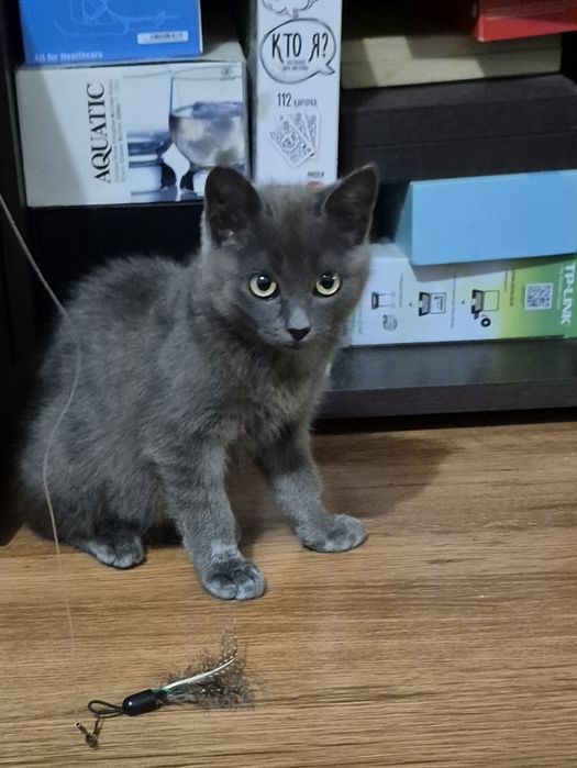 Віддам в добрі руки кошеня
