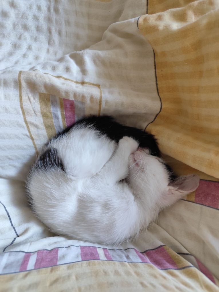 дарую кошенятко, дівчинка
