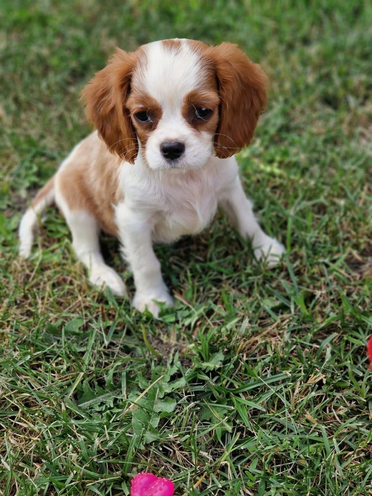 Cavalier King Charles Spaniel - suczka blenhein