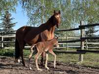 Sprzedam klacz sp