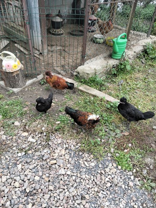 Kurki czubatki ozdobne