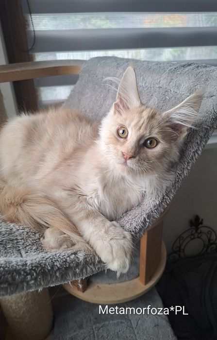 Kocurek maine coon - gotowy do odbioru