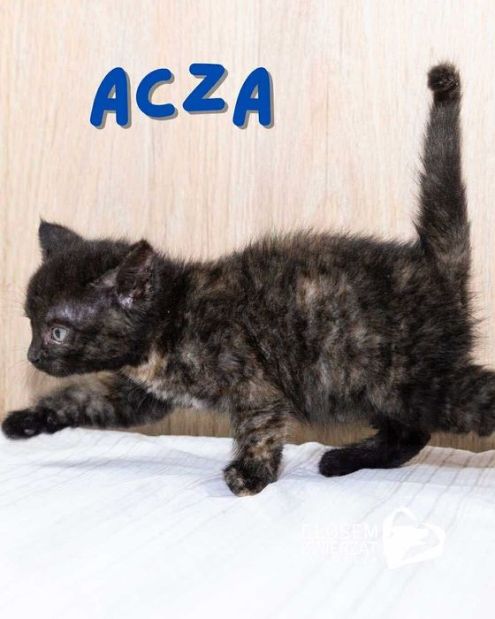 Acza, Brzoś, Olivio i Patyk - małe kotki do adopcji