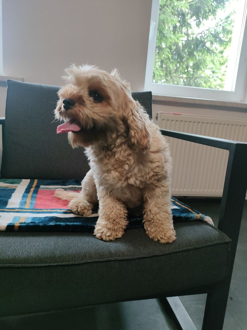 Cavapoo suczka  wyjątkowy charakter