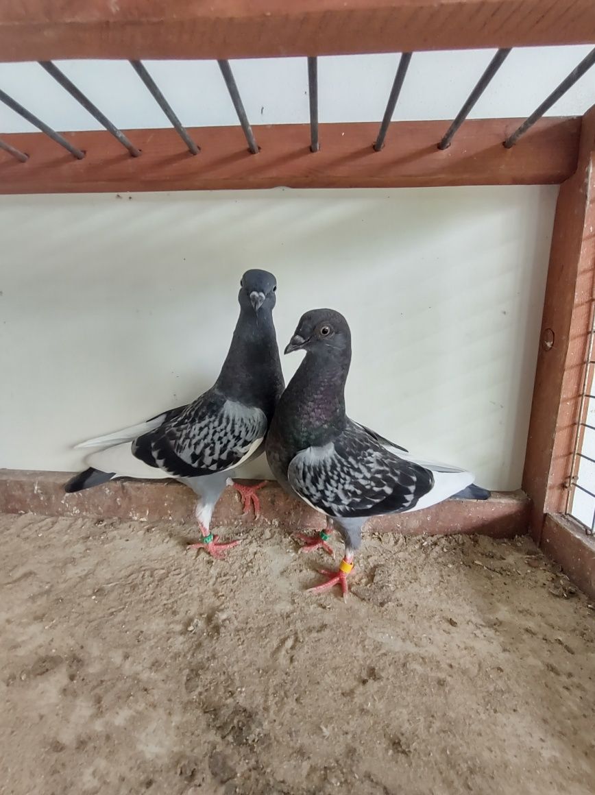 Gołębie budapeszty czaposze csepele bociany budapesztańskie