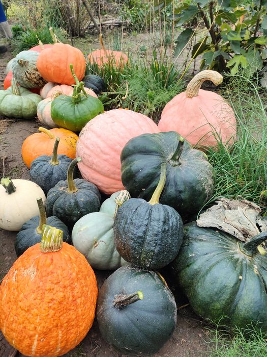 Насіння гарбуза - Блек Футсу