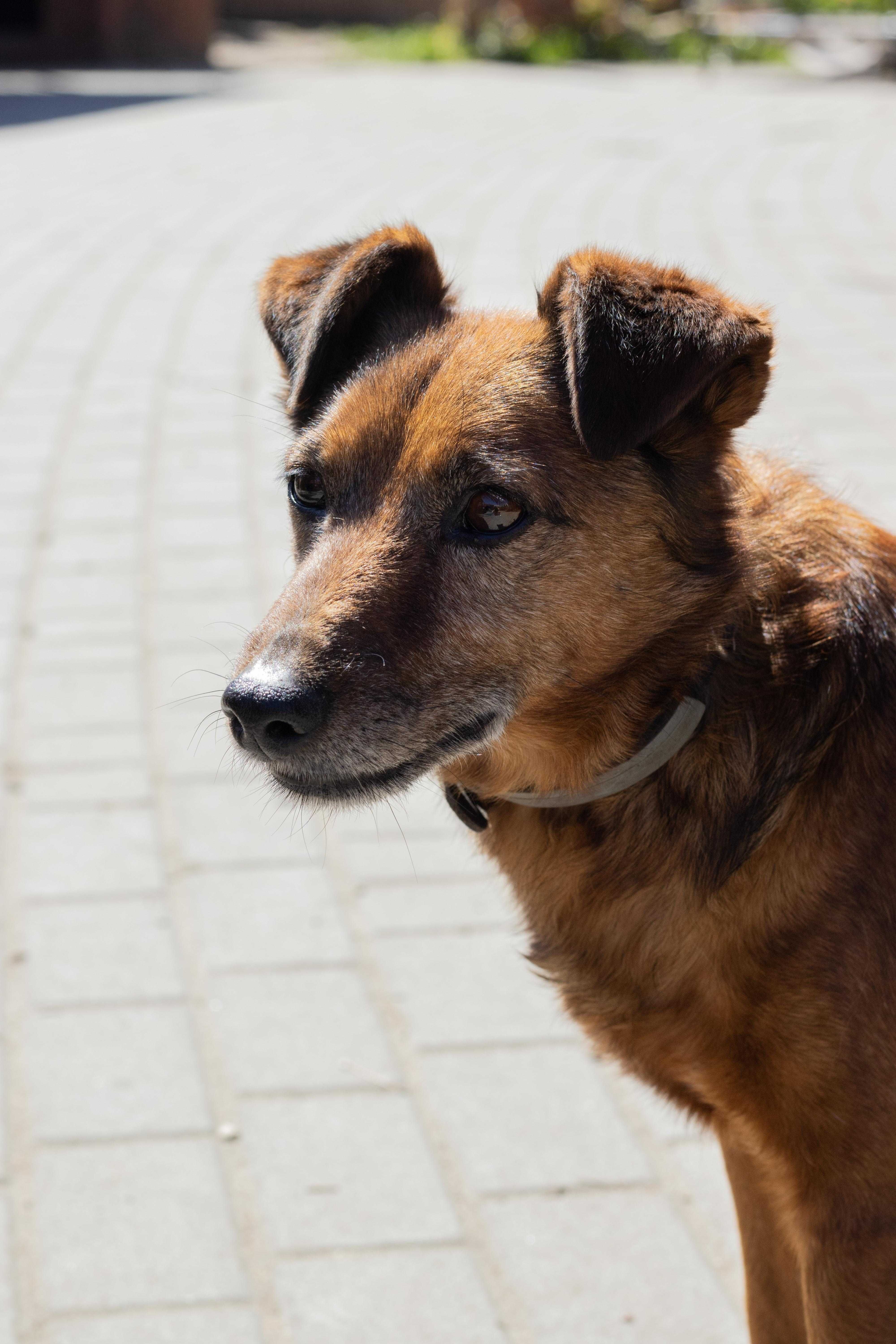 starszy spokojny pies psiak do adopcji potrzebuje rodziny