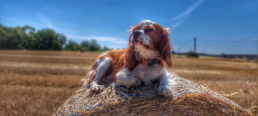 Reproduktor Cavalier King Charles Spaniel