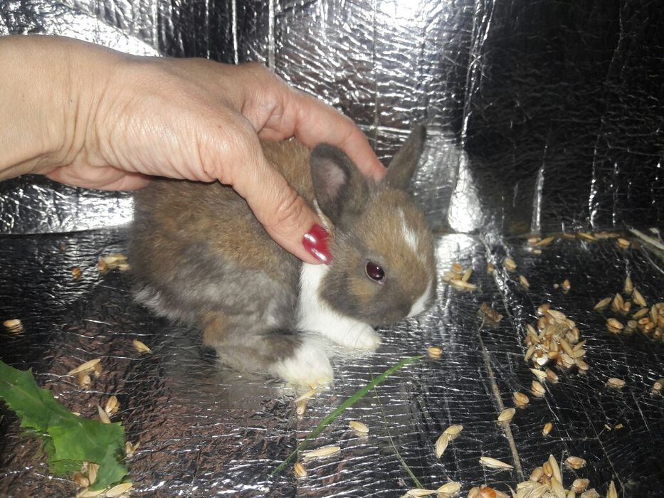 Карликовый кролик