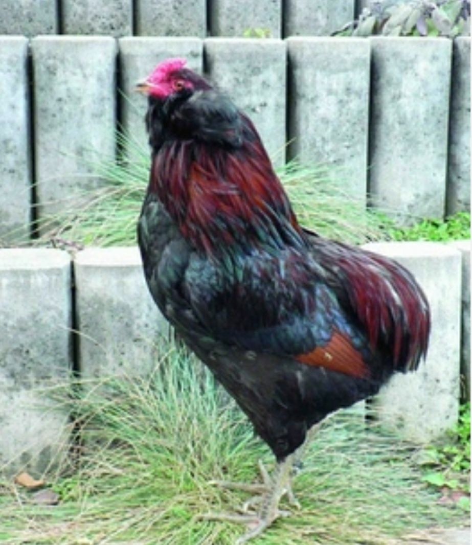 Araukany ekologiczne naturalne kury araucany pisklaki araucany kury ar