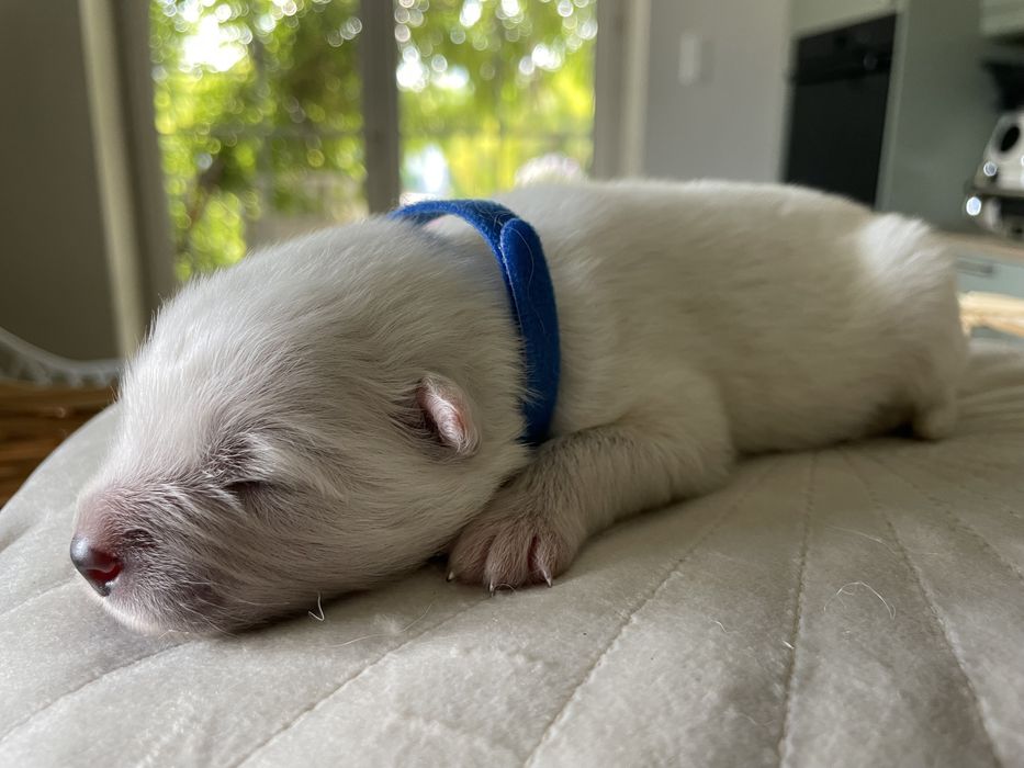 Piesek samoyed, szczenię, Związek Kynologiczny w Polsce
