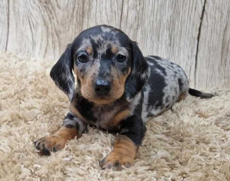 Teckel Merle Miniatura ㅤㅤ