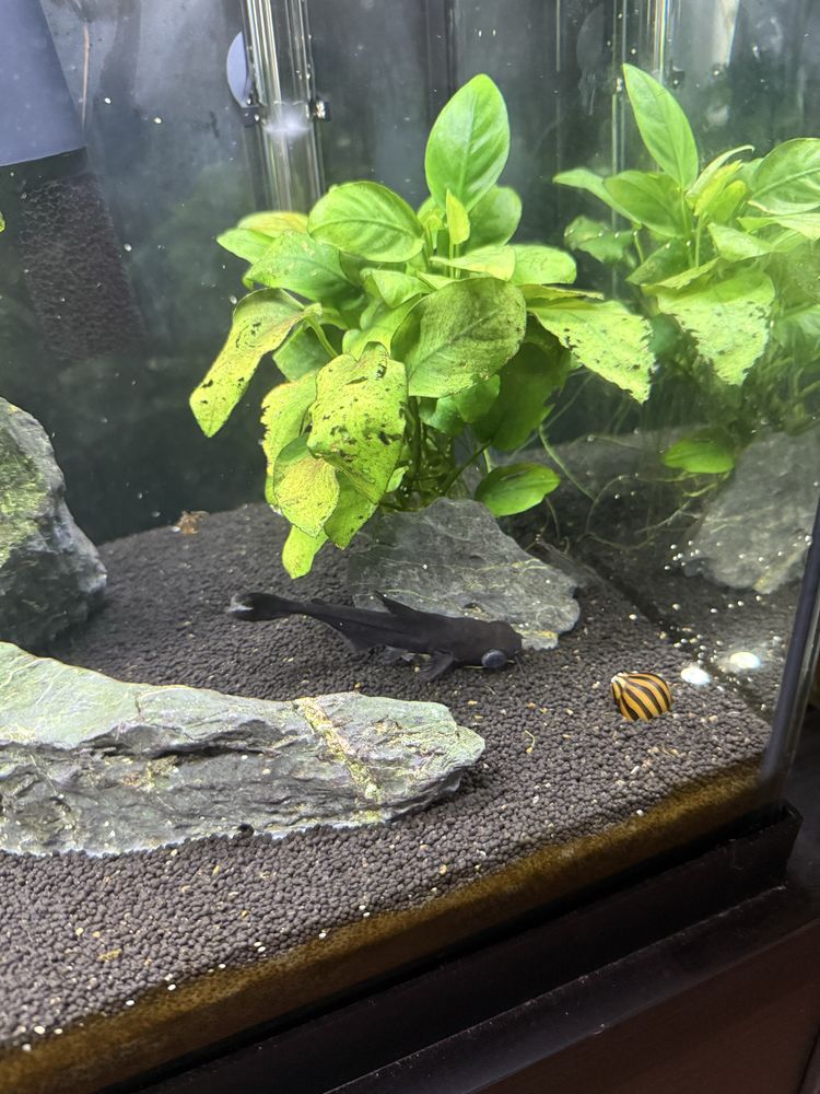 Aquario de 70 litros