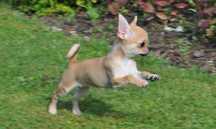 Chihuahua FCI, suczka