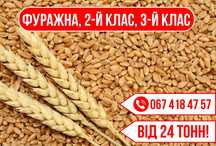 Пшениця 2-й та 3-й клас, фуражна ВІД 24 тонн. Пшеница фуражная ОПТ