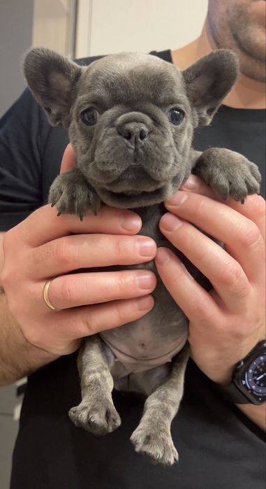 Дівчинка окрас голубий  Француз