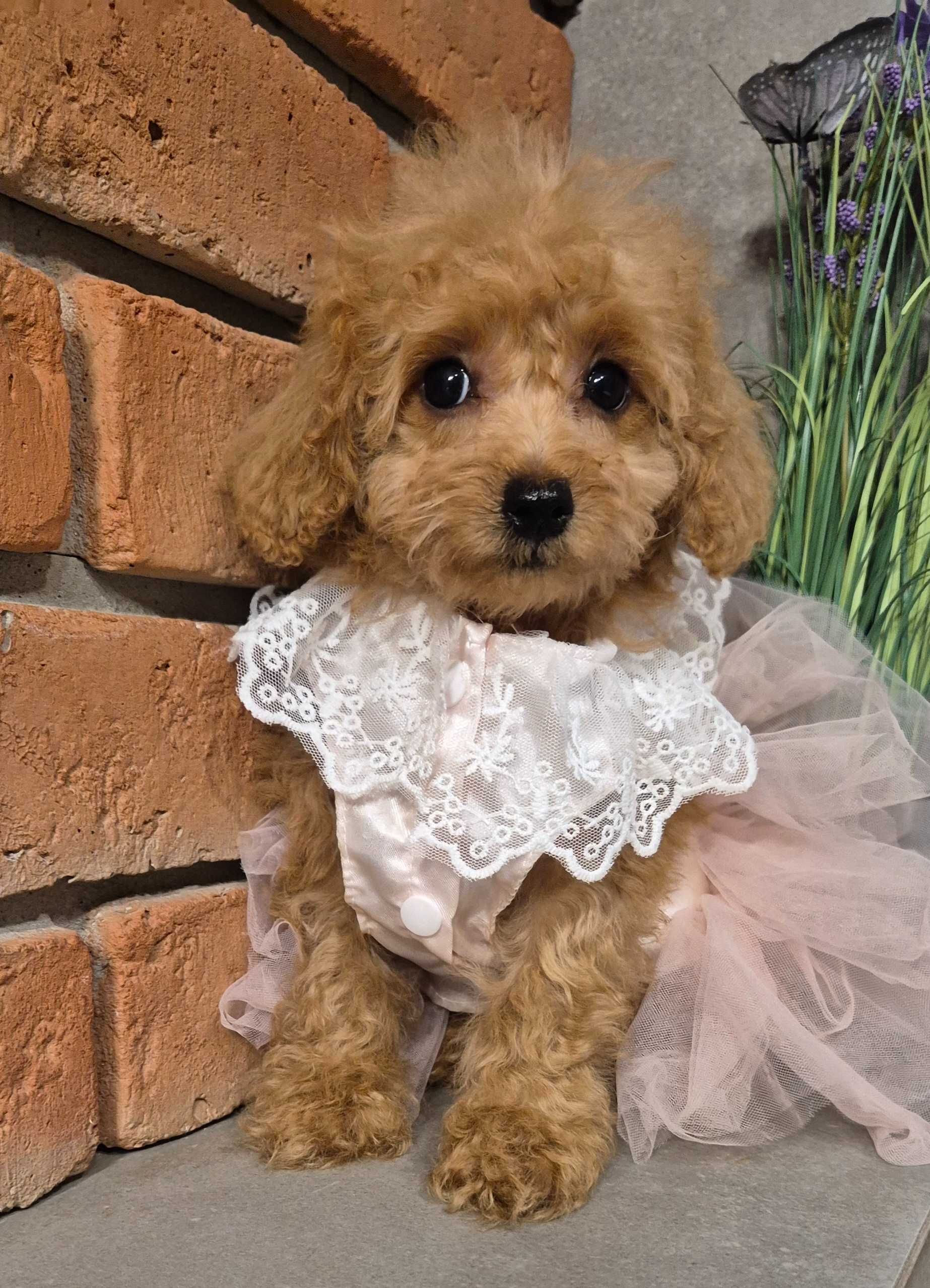 Maltipoo f1b piękna  mała dziewczynka do odbioru