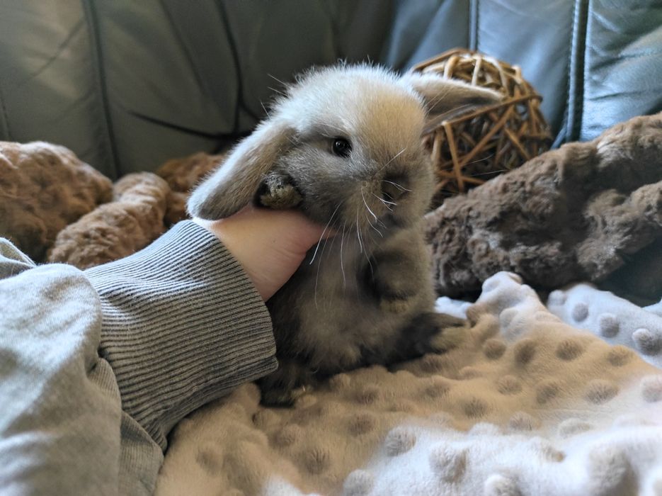 Mini Lop Króliczki Seal Point-Frosty Point Czysta Rasa z WYPRAWKĄ