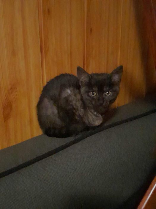 Cudne kociaki szukają domów