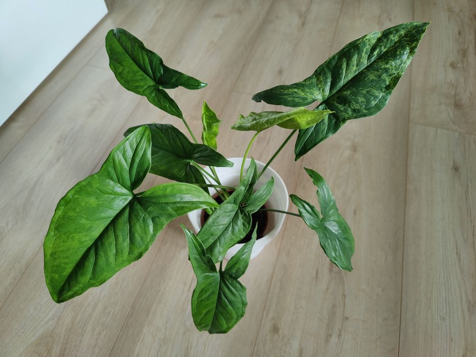 Syngonium mottled mojito dwie sadzonki duże