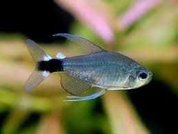 Hyphessobrycon Elachys, Bystrzyk Słoneczny. Cetarius