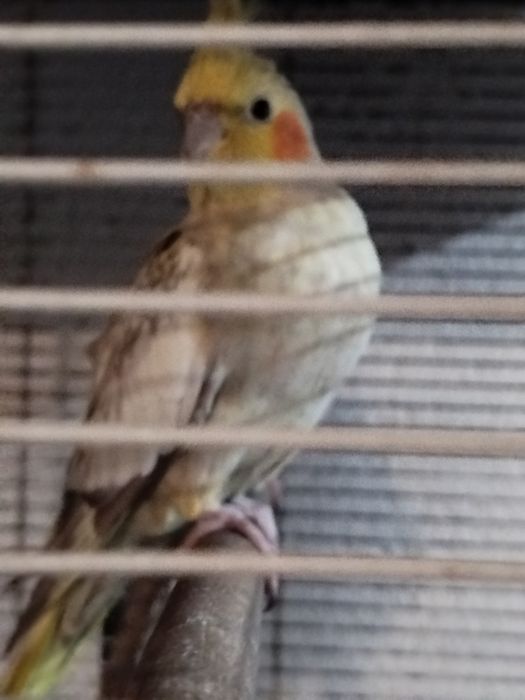 Vendo caturras reprodutoras