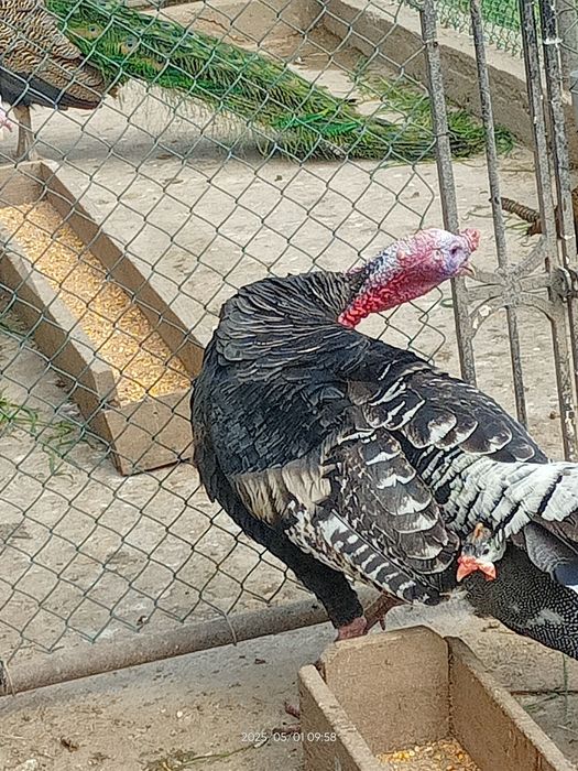 Продам индюков домашних!