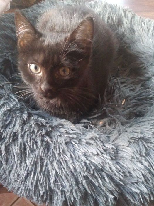 Odm w dobrę ręce małego kota