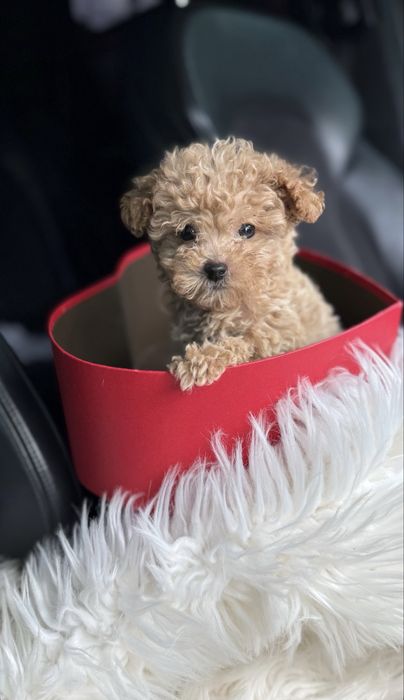 Гарні дітки малюки мальтипу