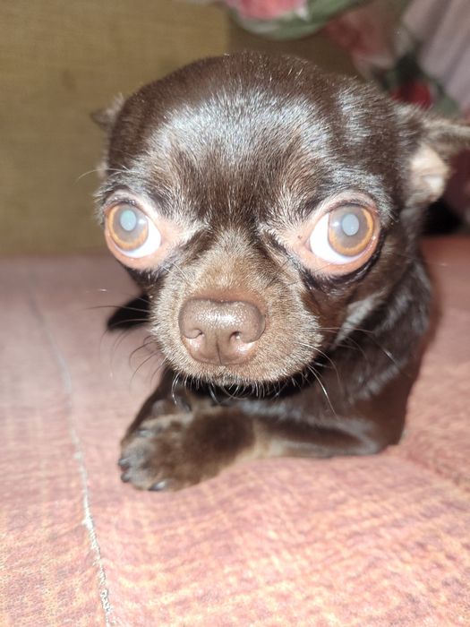 Джентльмен ищет даму