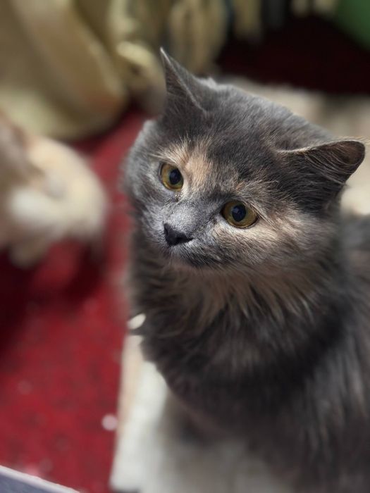 Неповторна Соня шукає дім