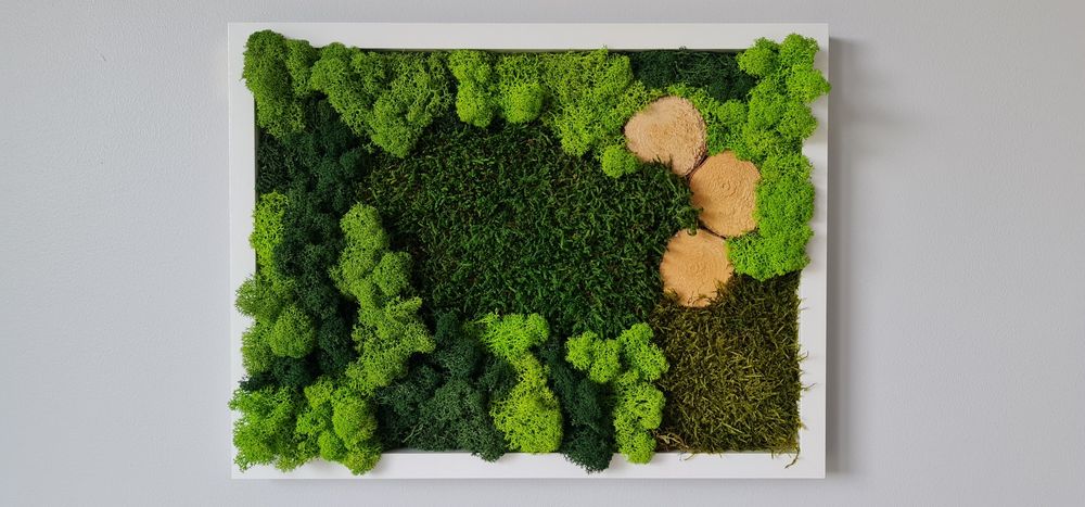 Dekoracja, obraz mech chrobotek