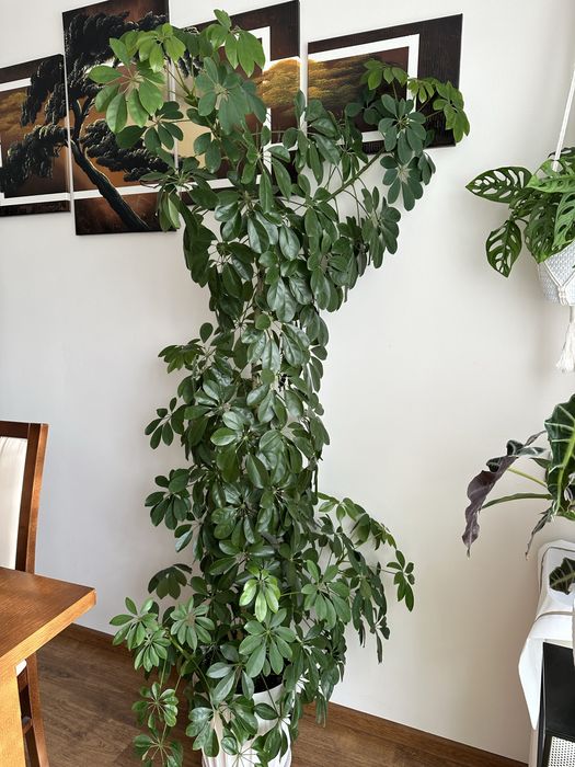 Szeflera piekna 200cm