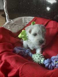 West highland white terrier suczka