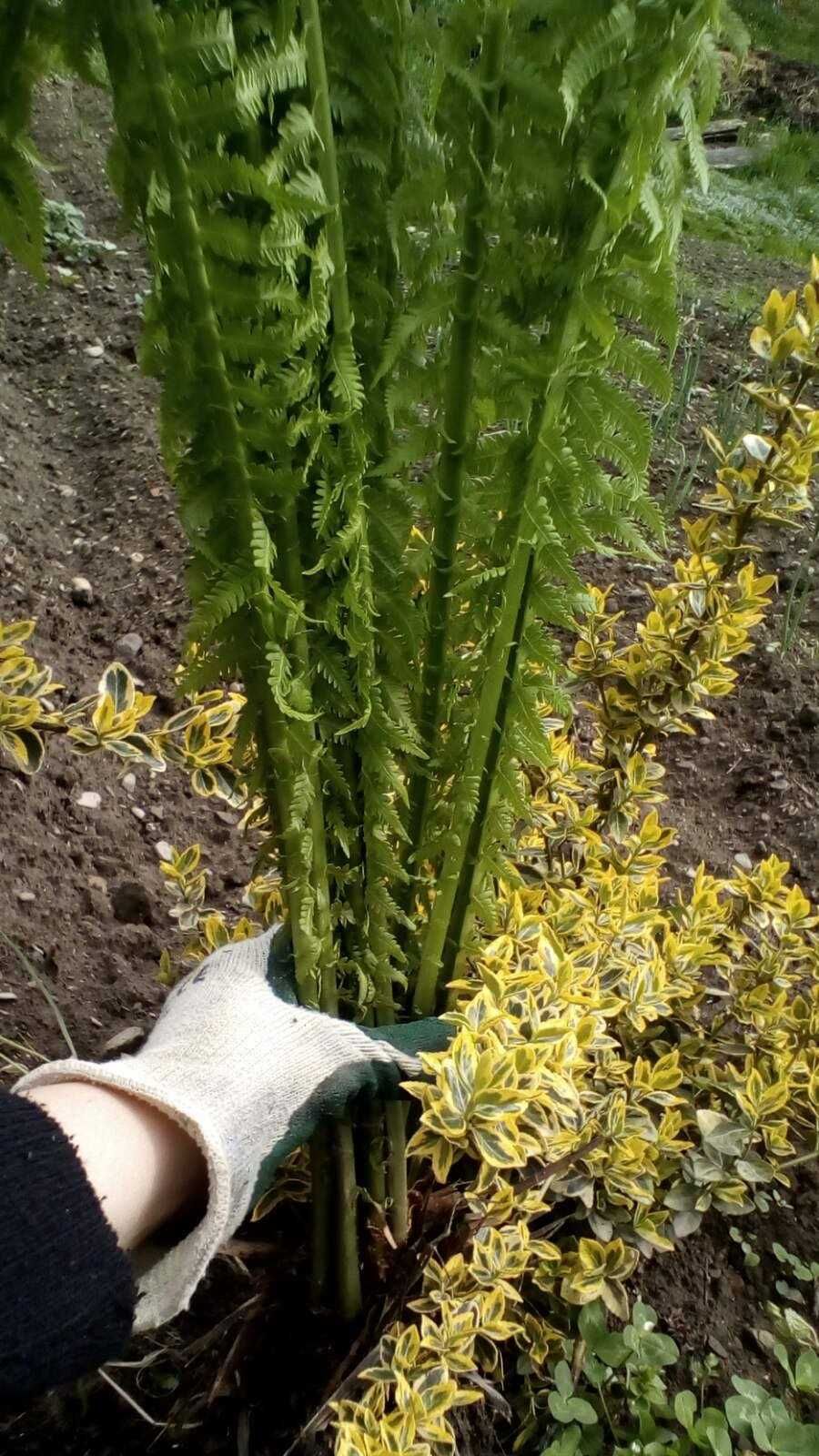 Папороть,Папоротник, взрослые кусты(плющ вечнозелёный)