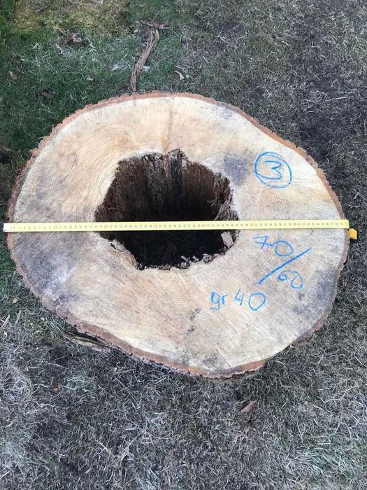 Pieńki lipy na donice lub rzeźby