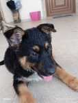 Cachorro para adoção responsável