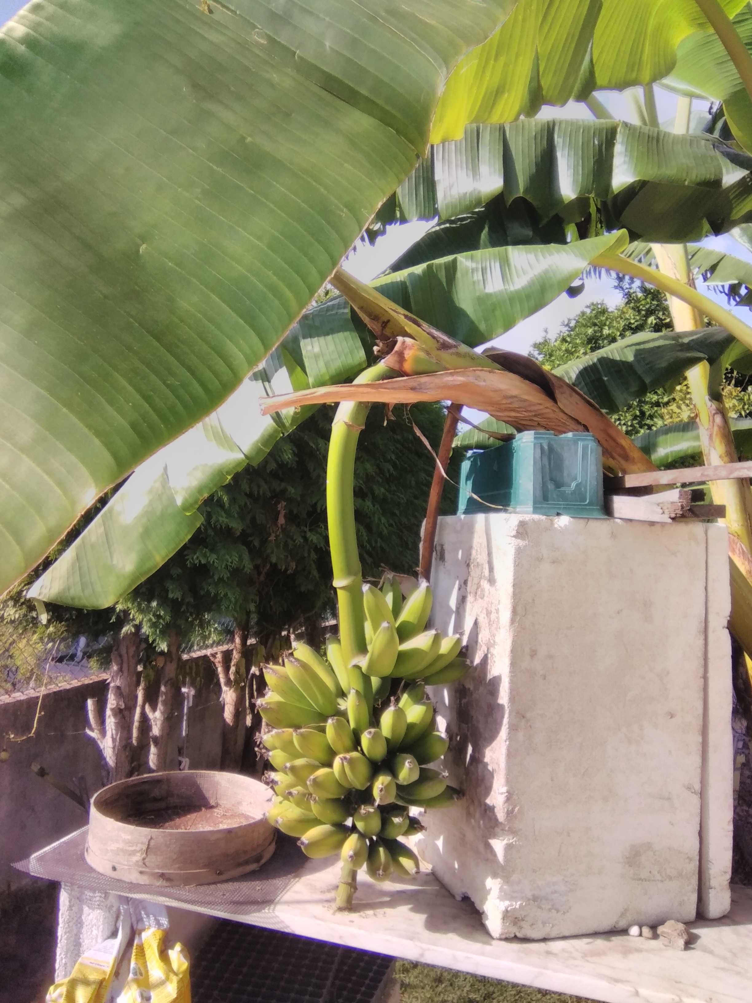Bananeiras envazadas-enraizadas (pode replantar em qualquer época)