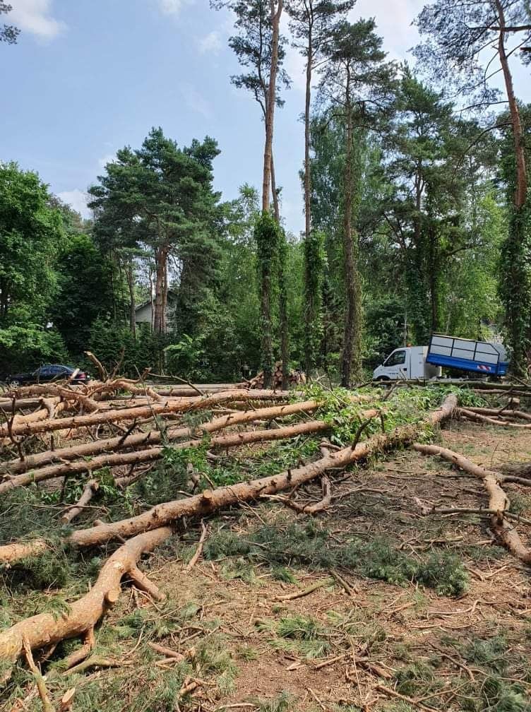 Wycinka Drzew czyszczenie działek koszenie Mielenie rębak ogrody Tanio