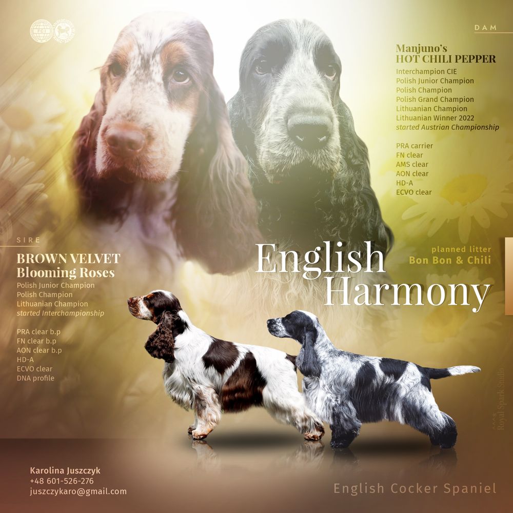 Cocker spaniel angielski (suczka) ZKwP/FCI